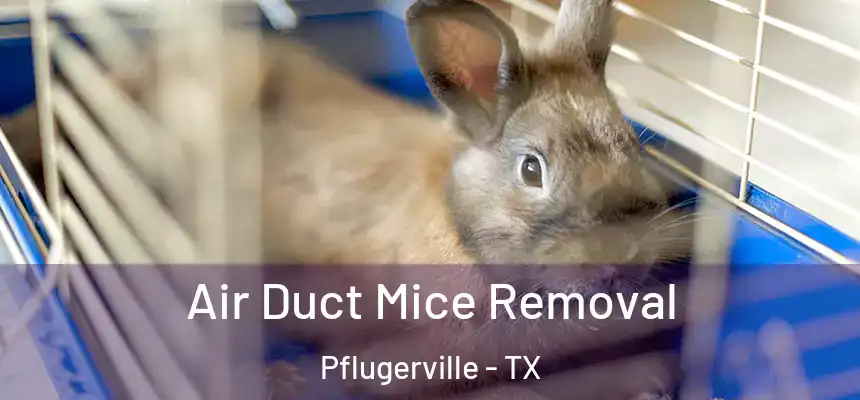 Air Duct Mice Removal Pflugerville - TX